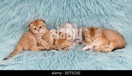 Group of kittens napping on blue background with one kitten looking at camera Stock Photo