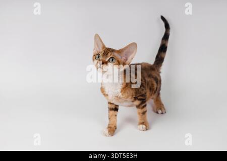Curious Spotted Devon Rex Kitten Looking Up on White Background Stock Photo