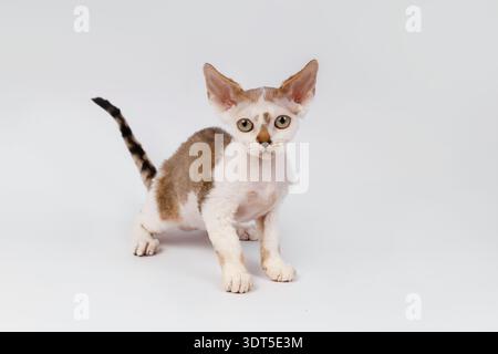 Young Devon Rex Kitten Standing and Looking at Camera Stock Photo