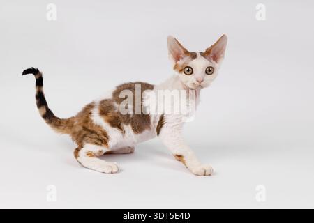 Playful Devon Rex Kitten Crouching on White Background Stock Photo