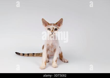 Cute Devon Rex Kitten Sitting Straight on White Stock Photo