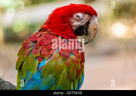 Green-winged macaw (Ara chloropterus), also known as a red-and-green macaw, at the Jacksonville Zoo and Botanical Gardens in Jacksonville, Florida. Stock Photo