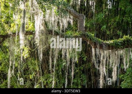 Oak tree branch with ferns and Spanish moss in front of a bamboo clump at Jacksonville Zoo and Botanical Gardens in Jacksonville, Florida. (USA) Stock Photo