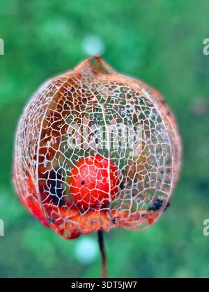 Dried physalis husks arranged on dark textured wood background. Natural autumn still life with delicate skeletal leaves, organic shapes, earthy tones, Stock Photo