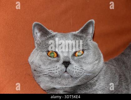 Surprised british shorthair cat with amber eyes against orange background closeup portrait. Stock Photo