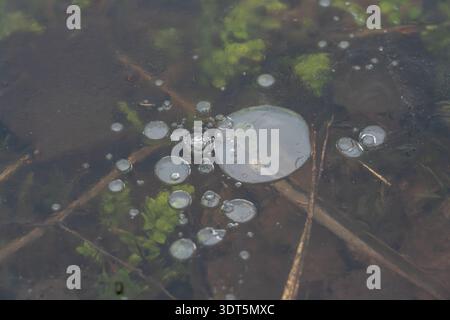 Macro View of Methane Bubbles Trapped Under Dark Icy Water Surface Stock Photo