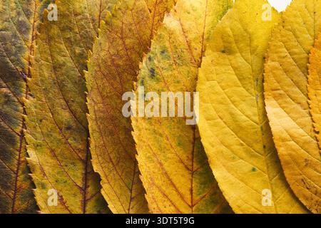 Collection of Autumn Leaves Arranged in a Mosaic Pattern on a White Surface Stock Photo