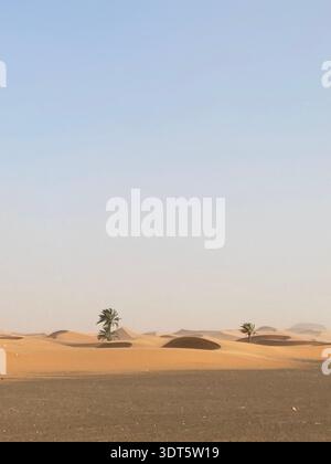 A quiet desert road passes lonely palm trees and soft dunes under a clear pale sky Stock Photo