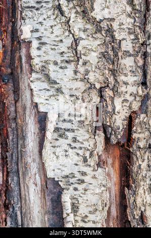 Detailed birch tree bark texture close-up Stock Photo