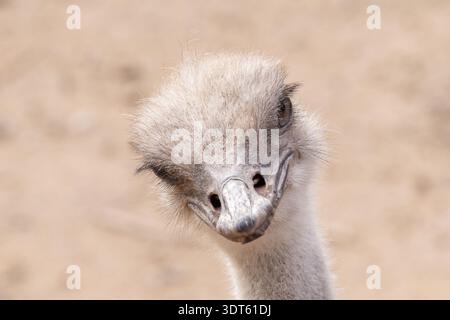 red neck ostrich is curious while getting a close up picture during your safari on a sunny day Stock Photo