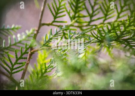 This close-up captures the vibrant green, scale-like foliage of a Thuja branch. Stock Photo