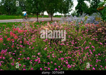 A mass planting of pink Globe Amaranth flowers along with vibrant Cleome, and Purple Fountain Grass as an accent create a beautiful landscape design. Stock Photo