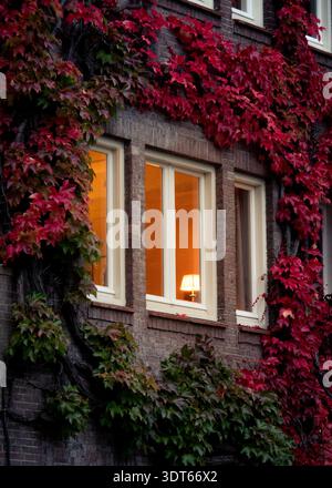 Netherlands - October 21 2024: Brick building facade covered in vibrant red autumn leaves, with warm light glowing from a window and a visible lamp in Stock Photo