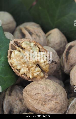 Nuts with green filling on brown shells in natural setting Stock Photo