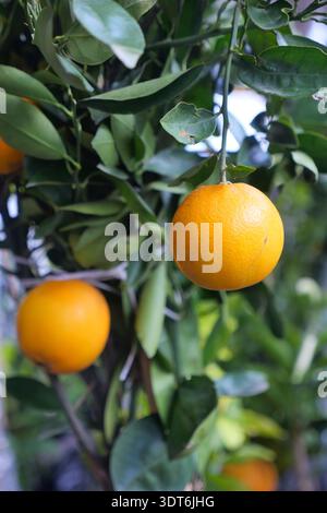 Growing oranges on a tree in a garden during daytime Stock Photo