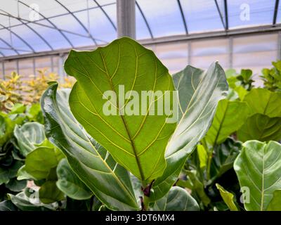 A view of the bottom side of a leaf from the fiddle leaf fig plant. Stock Photo