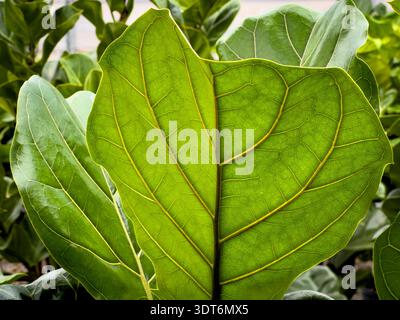 A view of the bottom side of a leaf from the fiddle leaf fig plant. Stock Photo