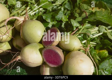 A view of a pile of watermelon radish, on display at a local farmers market. Stock Photo