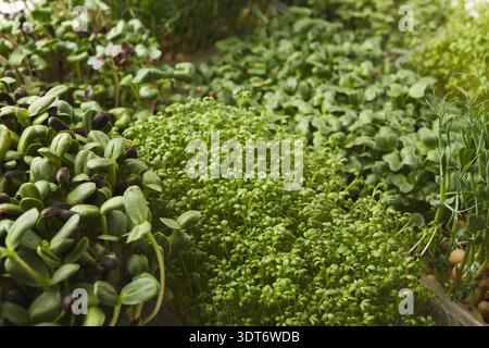 Collection of Fresh Sprouts and Greens Arranged in a Bright Indoor Setting Stock Photo