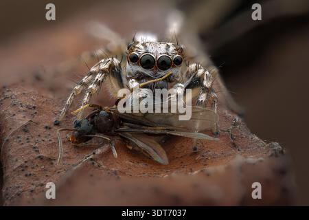 Extreme macro face portrait of a male Menemerus bivittatus gray wall jumping spider devouring its winged prey, Central Java-Indonesia. Stock Photo