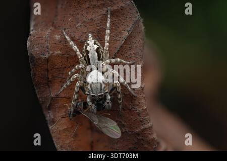 Extreme macro dorsal detail of a striped male Menemerus bivittatus gray wall jumping spider eating a winged insect, Central Java-Indonesia. Stock Photo