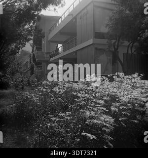 A historic 1960s black and white photograph showcasing the modernist architecture of the "Yellow" dormitory building at the famous All-Union Artek pioneer camp in Gurzuf, Crimea. The multi-story concrete structure features spacious balconies, large windows, and an external staircase. In the foreground, a beautiful lush flowerbed with blooming daisies adds a touch of nature to the advanced resort development. This stunning archival image captures summer recreation, Soviet architecture, and a peaceful childhood in the USSR. Stock Photo