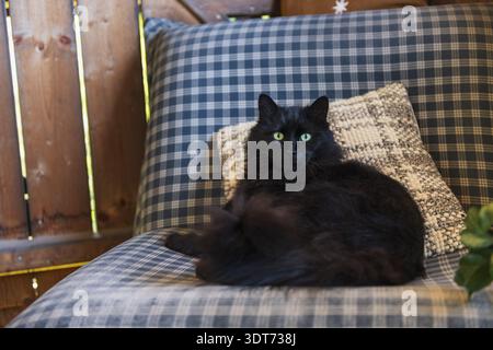 A fluffy black cat with bright green eyes rests comfortably on a checkered chair with soft pillows in a cozy wooden room filled with warm light and a Stock Photo