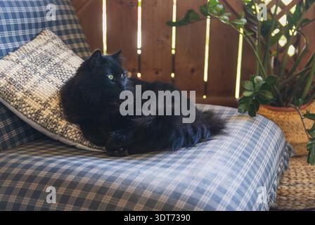 A fluffy black cat with green eyes rests on a blue plaid couch beside textured cushions. Sunlight streams through gaps in a wooden fence creating warm Stock Photo
