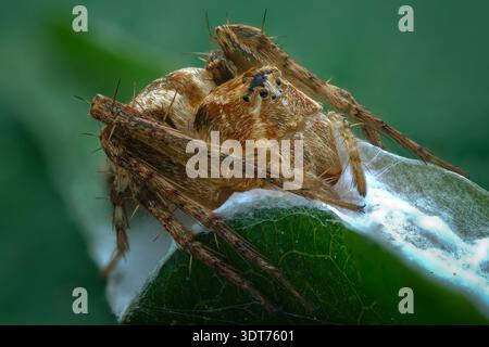Extreme macro detail lateral profile of a protective Hamataliwa lynx spider guarding its white egg sac on a green leaf, Central Java-Indonesia. Stock Photo