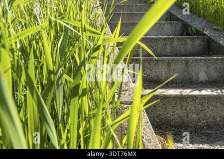 Stone stairs covered in green grass leading upwards Stock Photo