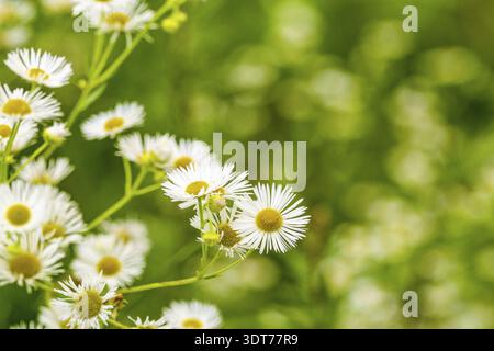 Wild daisy flowers growing on meadow, white chamomiles on green grass background. Selective focus Stock Photo