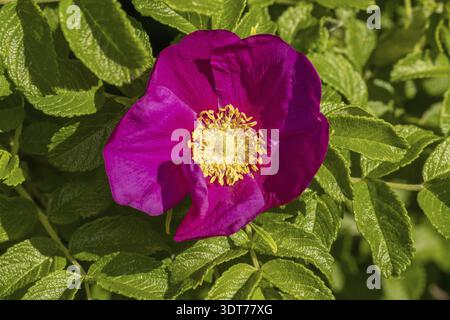 Beautiful spring briar blossom (dog rose or rosehip), it can be used as a background. Pink bloom, green leaves Stock Photo