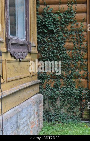 Vertical shot of the Potocki hunting lodge wall in Julin, Poland. Green ivy climbing on the decorative larch wood siding next to an ornate window fram Stock Photo