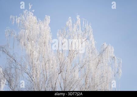 Frost covered birch treetop with delicate hanging twigs, bright winter sky and airy composition creating natural background image for advertising use Stock Photo