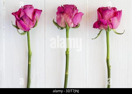 Three dried roses on white wooden background Stock Photo