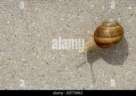 Photo of a snail crawling on a pavement in the city. Top view, copy-space Stock Photo