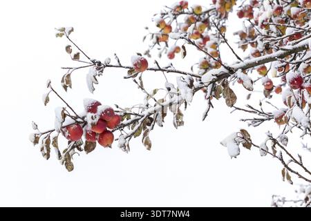 Ripe apples covered in snow on the branches of an apple tree, onset of winter in Oberwartha, Dresden, Saxony, Germany Stock Photo