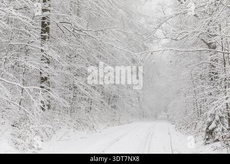 Snowy forest trail in the Tharandter Forest, Saxony, Germany Stock Photo