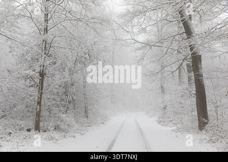 Snowy forest trail in the Tharandter Forest, Saxony, Germany Stock Photo