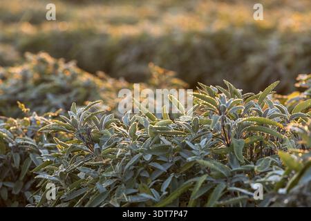 Dew and first morning light on the leaves of Common sage (salvia officinalis), Saxony, Germany Stock Photo