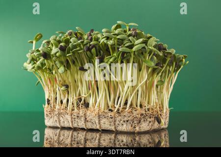 Collection of Green Sprouts Grown in a Tray on a Plain Background Stock Photo