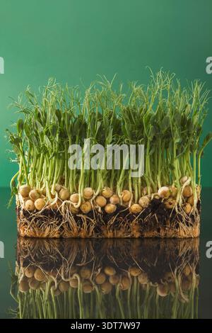 Collection of Green Pea Sprouts Growing From Soil on a Black Surface With Green Background Stock Photo