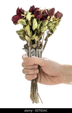 Hand holding dried red rose flowers isolate on white background. Traditional symbol of a broken heart and lost love. Memory, deathy, loss concept. Lif Stock Photo