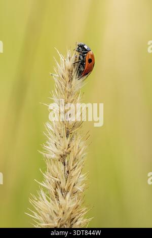 Red spotted ladybug sitting on the dry plant Stock Photo