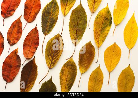 Colorful Collection of Leaves Arranged in a Mosaic Pattern on a Light Background Stock Photo