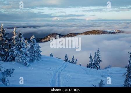 Frosty birch trees arching over snow-deep path in Nordic forest Stock Photo