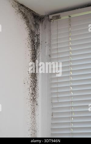 vertical photo. Black mold on window frame, spreading along corner with visible black patches. Mold buildup in corner of window frame with blinds. bla Stock Photo
