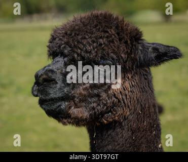 Close-up portrait of a black alpaca with a curly coat, its head slightly raised against a softly blurred rural background in natural light. Stock Photo