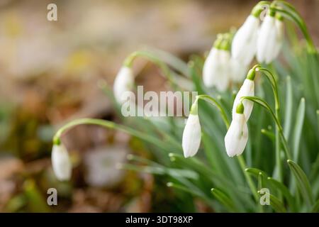 White Snowdrops Growing on Forest Floor with Moss and Stones in Early Spring Stock Photo
