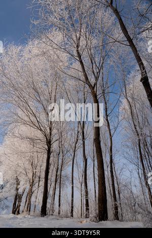 Beautiful winter landscape featuring deciduous trees covered in white rime ice and snow against a bright blue sky. Stock Photo